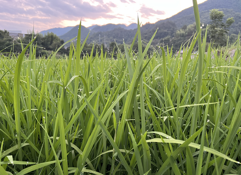 天津市农业发展服务中心关于印发2026年天津市水稻品种试验方案的通知