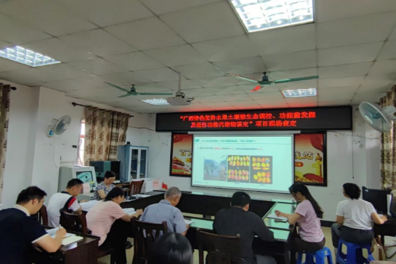 广西科技重大专项项目“广西特色优势水果土壤微生态调控、功能菌发掘及活性功能代谢物鉴定”内生真菌芒果绿色高产抗病技术示范基地通过现场查定