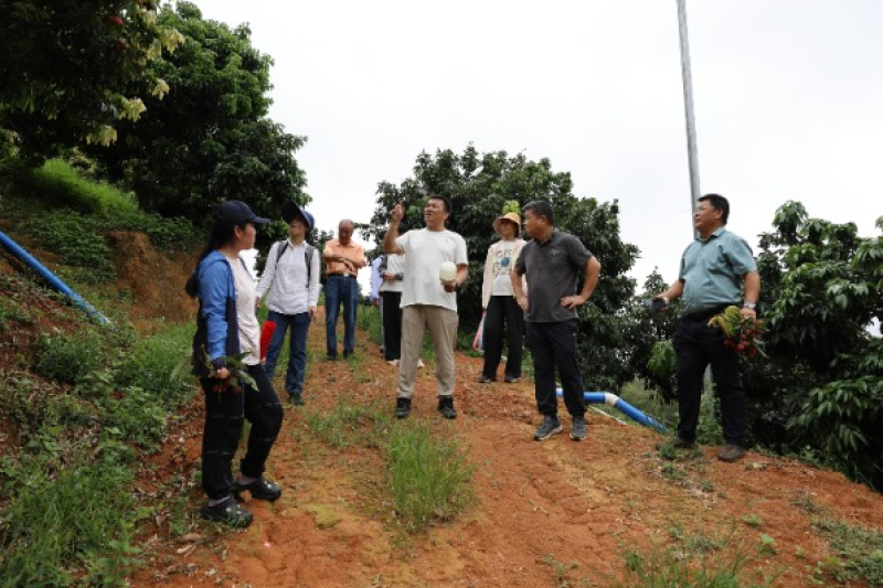广西植保所水果害虫监测与防控研究团队邀请专家查定光驱避法防控荔枝蒂蛀虫技术示范效果