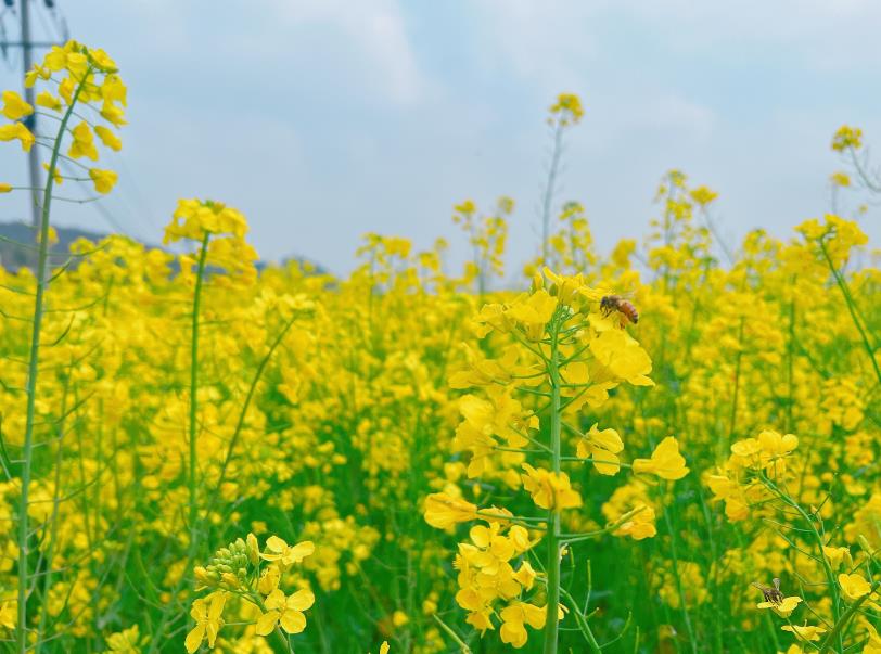 冬油菜抗渍涝促恢复技术意见